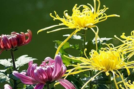 菊花夏天怎么养