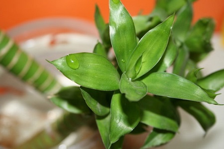 富贵竹夏天怎么养