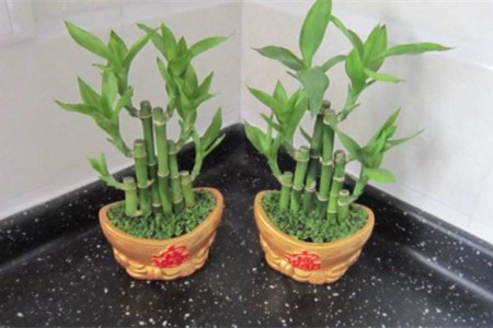 富贵竹夏天怎么养