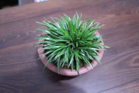 金钱菖蒲怎么养