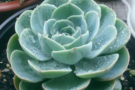 玉蝶多肉怎么养