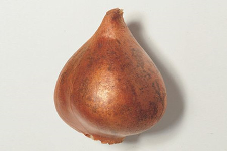 郁金香什么时候种