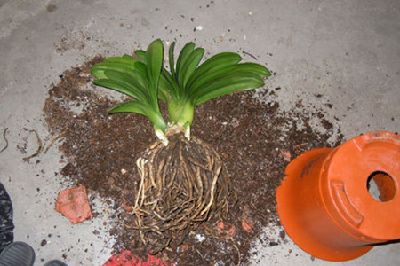 君子兰秋天能换盆吗