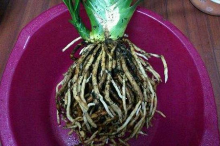 君子兰秋天能换盆吗