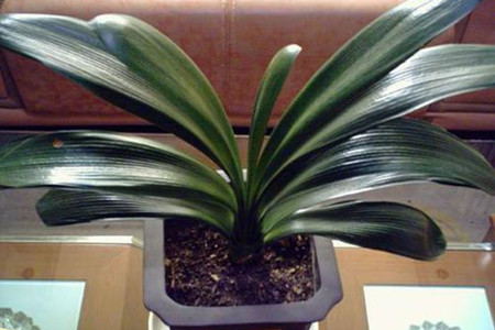 君子兰秋天能换盆吗