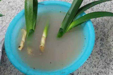 君子兰没根了还能活吗