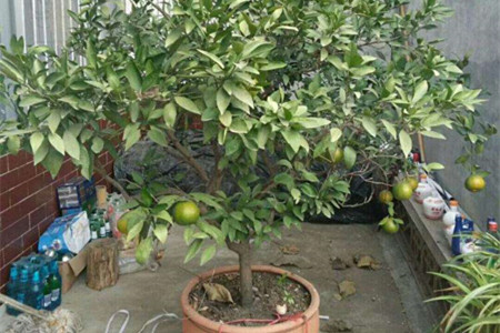 盆栽橘子树怎么养
