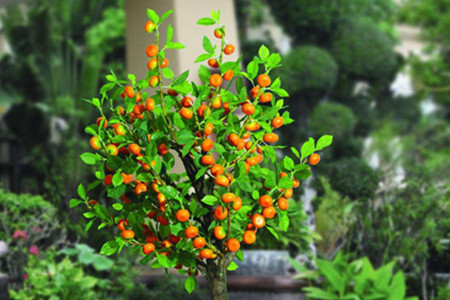 盆栽橘子树怎么养