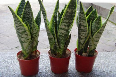 虎皮兰用深盆還是浅盆