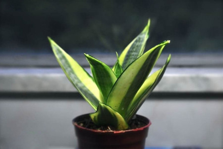 虎皮兰用深盆還是浅盆