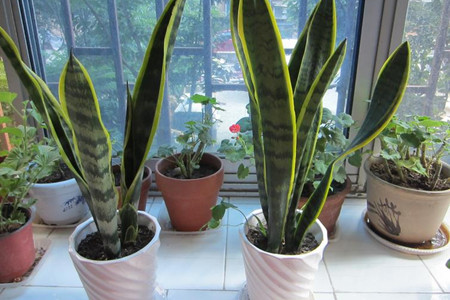 虎皮兰用深盆還是浅盆