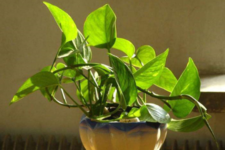 怎么样养好绿萝