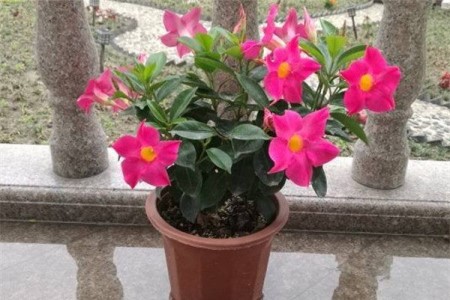 五角星花的养殖办法