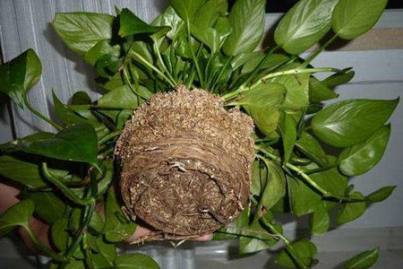 怎么样养好绿萝