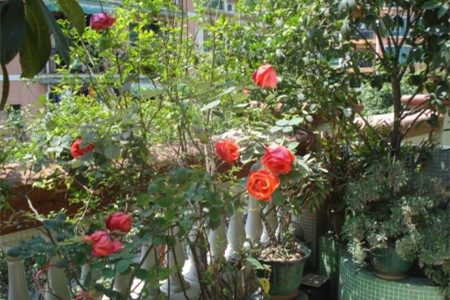 月季花怎么养家庭养法