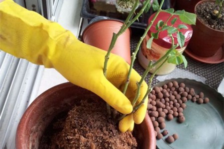 月季花怎么养家庭养法