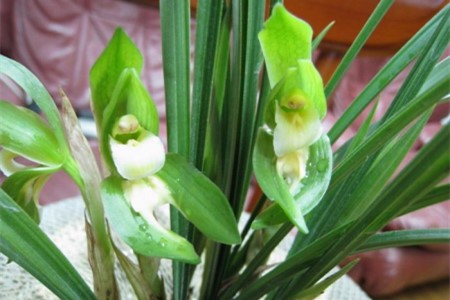 兰花夏天室内怎么养