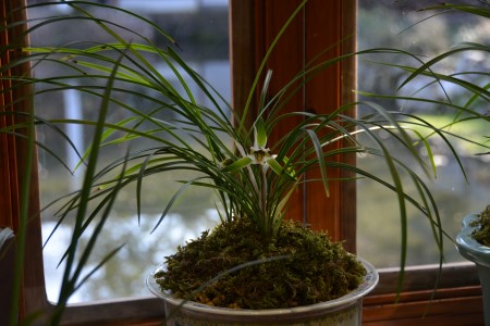 兰花夏天室内怎么养