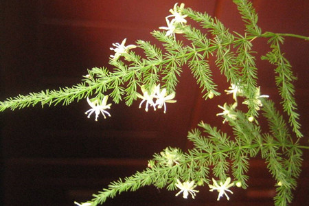 夏天文竹怎么养