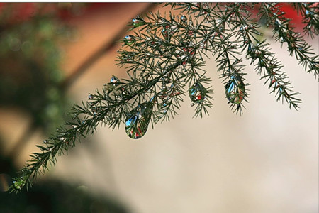 夏天文竹怎么养