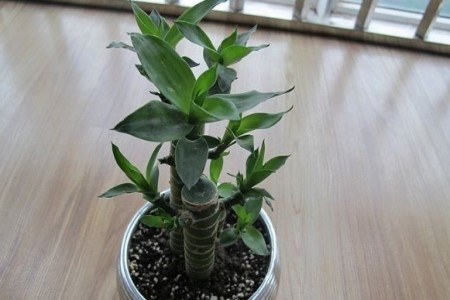 土养富贵竹怎么养