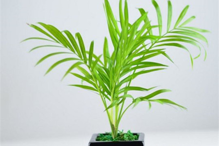 袖珍椰子树怎么养