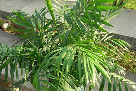 袖珍椰子树怎么养