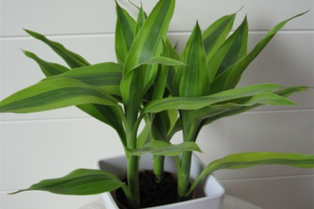 土养富贵竹怎么养