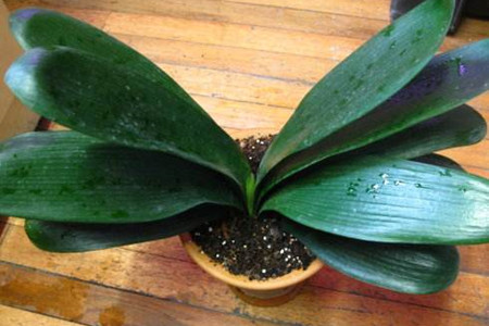 君子兰怎么养最好