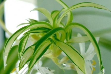 吊兰花怎么养才长得好