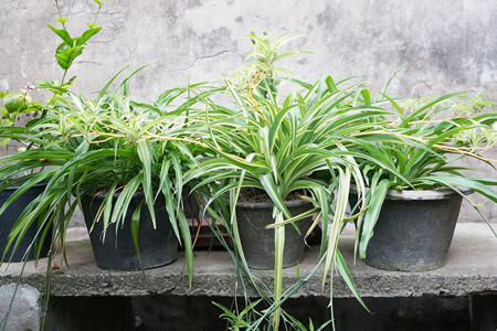 吊兰花怎么养才长得好