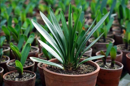 君子兰怎么养最好