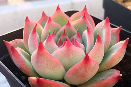 多肉吉娃娃怎么养