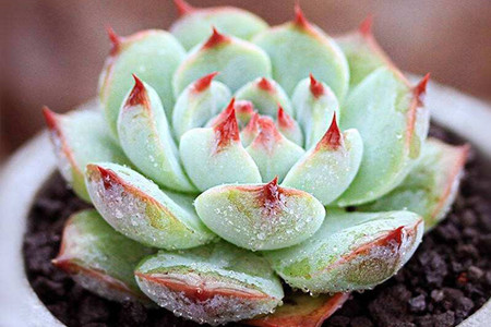 多肉吉娃娃怎么养