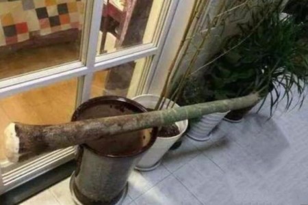 发财树剩下树干怎么养活