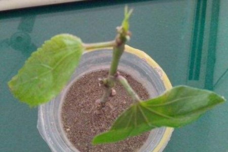 长春花怎么养护