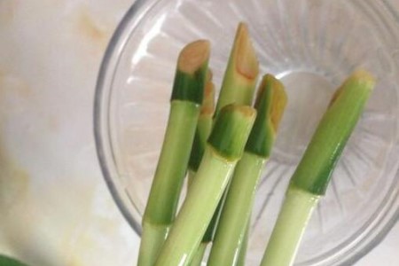 富贵竹怎么养才能生根