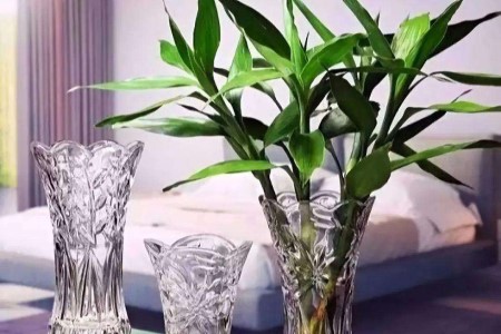 水培富贵竹怎么养才能旺盛