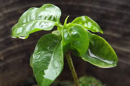 百香果只开花不结果的原因