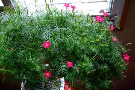 五角星花怎么养