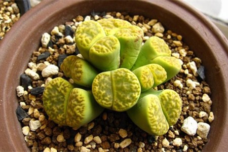 生石花怎么养殖