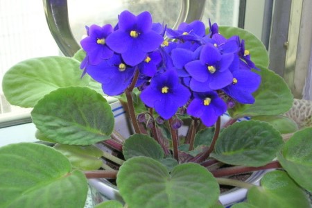 紫罗兰花怎么养