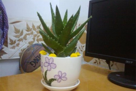 刚买回来的芦荟怎么养