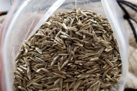 黑麦草什么时候播种