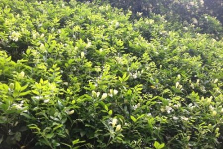 茉莉花树怎么养