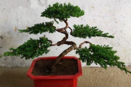 罗汉松的养殖办法