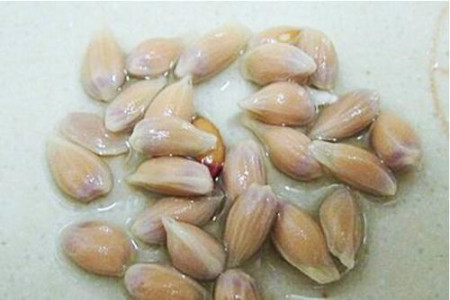 柠檬籽怎么种小盆栽
