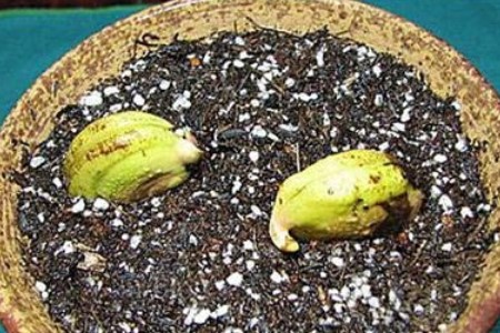 芒果种子盆栽种植办法