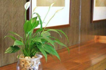 一帆风顺叶子发黄解决办法