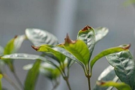 桂花树叶子尖干枯解决办法